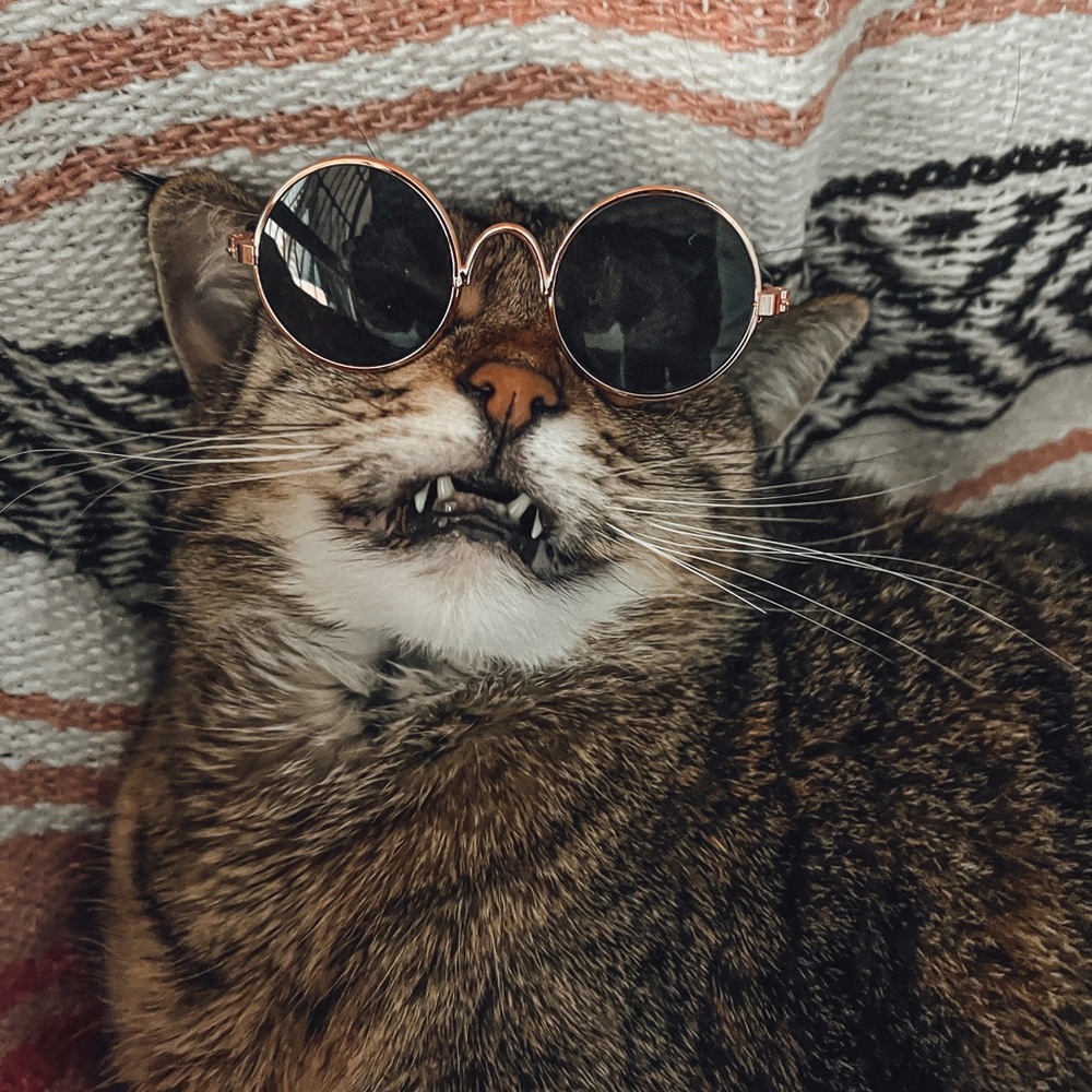 Cat Dog sunglasses round metal gold frame sunnies - Picture 9 of 10